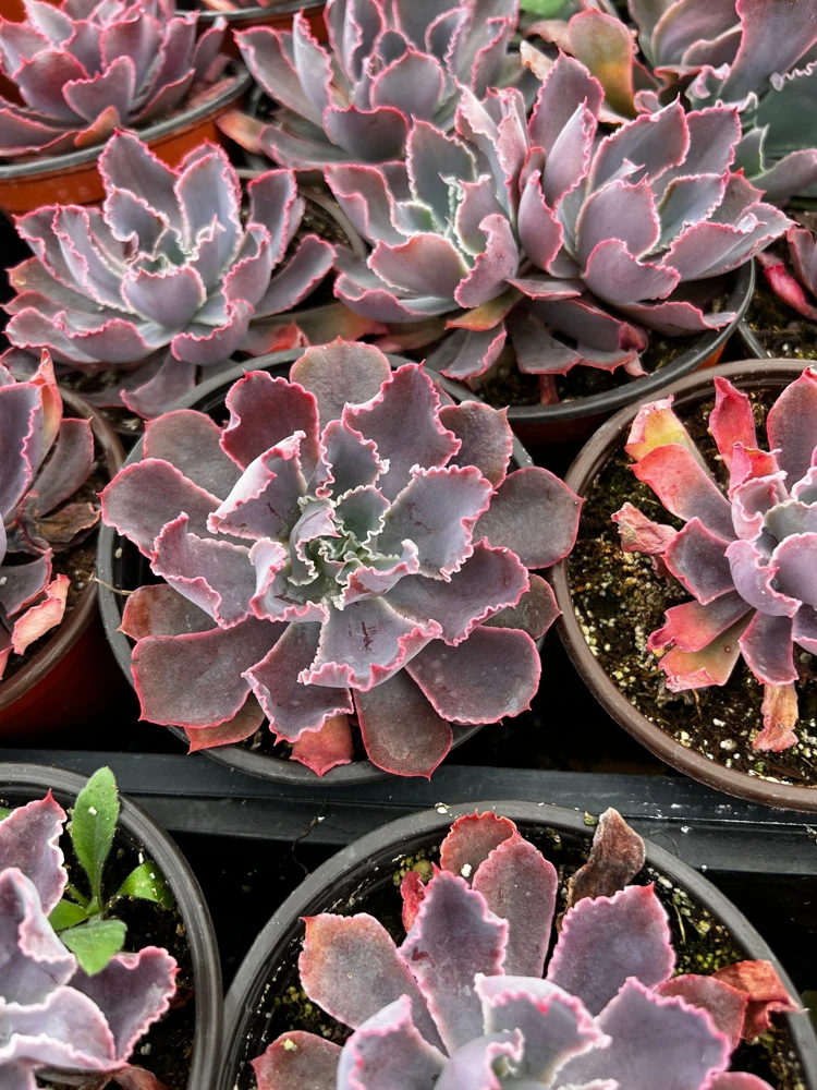Echeveria Neon Breaker Live Succulent Plant – Pink Curly Leaves, 4 inch Pot - Image 2