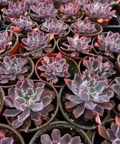 Echeveria Neon Breaker Live Succulent Plant – Pink Curly Leaves, 4 inch Pot - Image 3