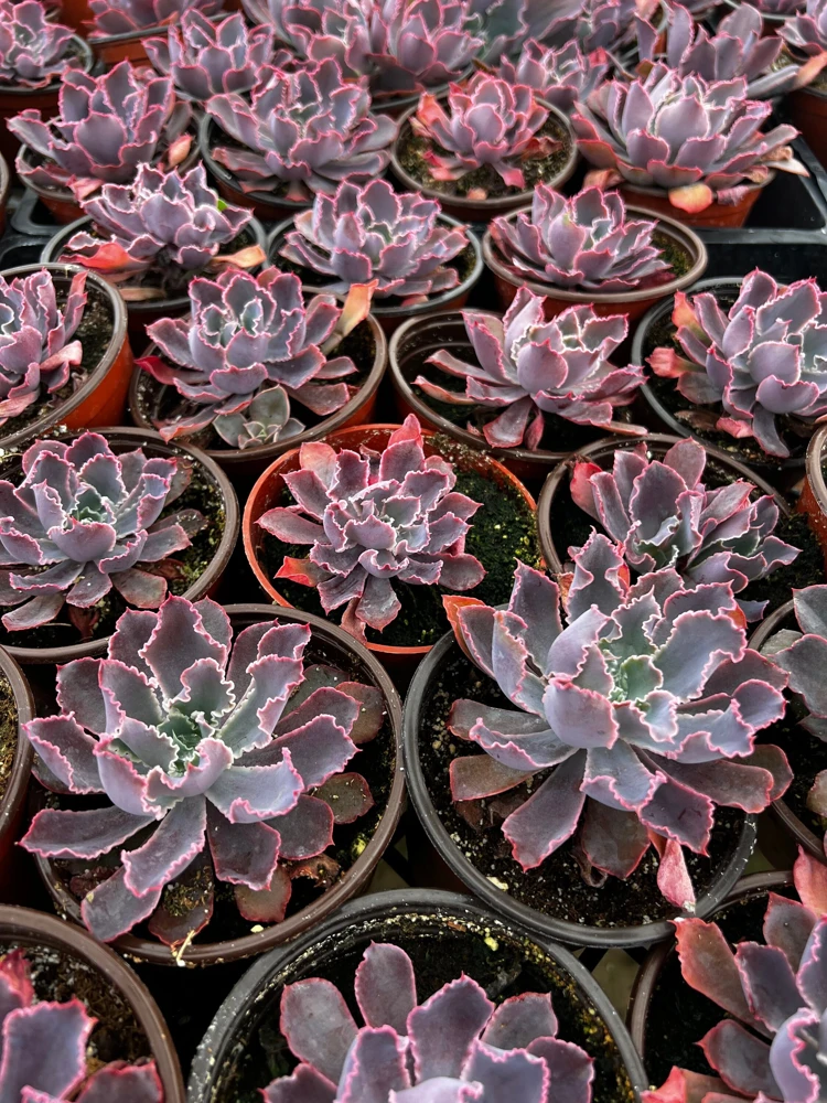 Echeveria Neon Breaker Live Succulent Plant – Pink Curly Leaves, 4 inch Pot - Image 3