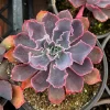 Echeveria Neon Breaker Live Succulent Plant – Pink Curly Leaves, 4 inch Pot - Image 1