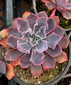 Echeveria Neon Breaker Live Succulent Plant – Pink Curly Leaves, 4 inch Pot - Image 1
