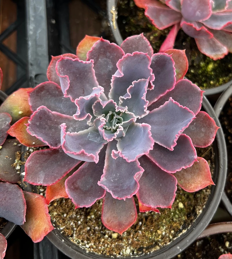 Echeveria Neon Breaker Live Succulent Plant – Pink Curly Leaves, 4 inch Pot - Image 1