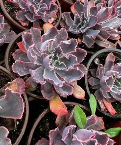 Echeveria Neon Breaker Live Succulent Plant – Pink Curly Leaves, 4 inch Pot - Image 4