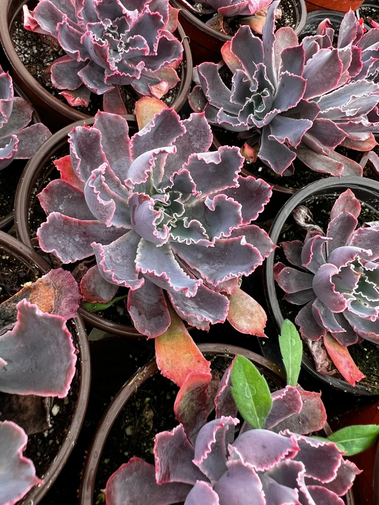 Echeveria Neon Breaker Live Succulent Plant – Pink Curly Leaves, 4 inch Pot - Image 4