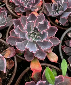 Echeveria Neon Breaker Live Succulent Plant – Pink Curly Leaves, 4 inch Pot - Image 5