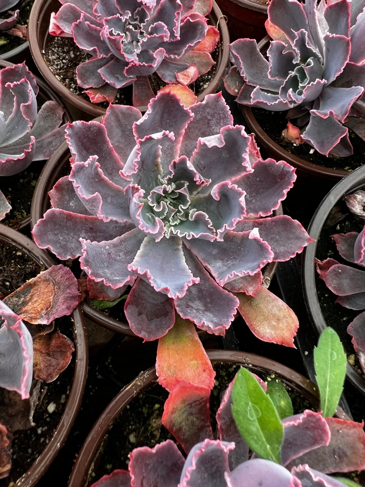 Echeveria Neon Breaker Live Succulent Plant – Pink Curly Leaves, 4 inch Pot - Image 5