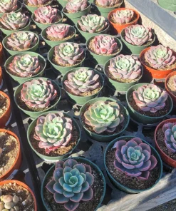 Echeveria Rain Drop Live Plant – Succulent – 4 Inch Pot – Indoor/Outdoor - Image 2