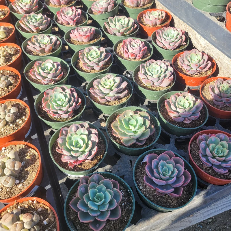 Echeveria Rain Drop Live Plant – Succulent – 4 Inch Pot – Indoor/Outdoor - Image 2