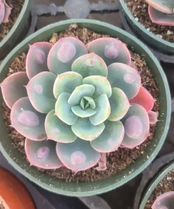 Echeveria Rain Drop Live Plant – Succulent – 4 Inch Pot – Indoor/Outdoor - Image 3