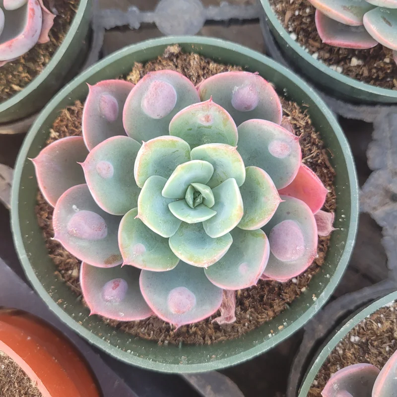 Echeveria Rain Drop Live Plant – Succulent – 4 Inch Pot – Indoor/Outdoor - Image 3
