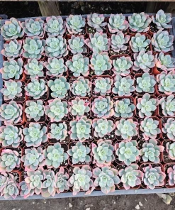 Echeveria Rain Drop Live Plant – Succulent – 4 Inch Pot – Indoor/Outdoor - Image 4