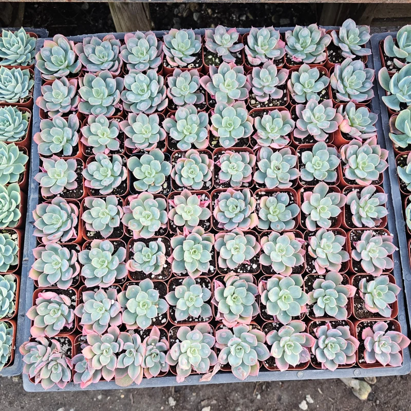 Echeveria Rain Drop Live Plant – Succulent – 4 Inch Pot – Indoor/Outdoor - Image 4