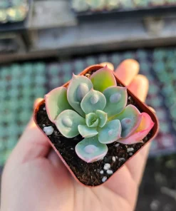 Echeveria Rain Drop Live Plant – Succulent – 4 Inch Pot – Indoor/Outdoor - Image 5