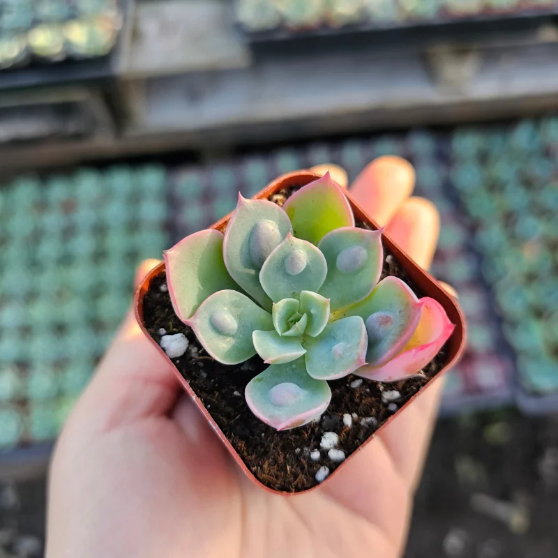 Echeveria Rain Drop Live Plant – Succulent – 4 Inch Pot – Indoor/Outdoor - Image 5