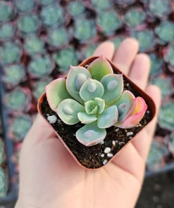 Echeveria Rain Drop Live Plant – Succulent – 4 Inch Pot – Indoor/Outdoor - Image 6