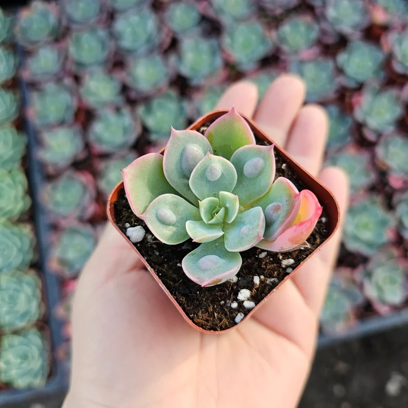 Echeveria Rain Drop Live Plant – Succulent – 4 Inch Pot – Indoor/Outdoor - Image 6