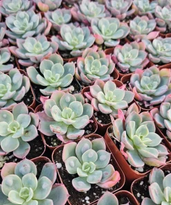 Echeveria Rain Drop Live Plant – Succulent – 4 Inch Pot – Indoor/Outdoor - Image 7