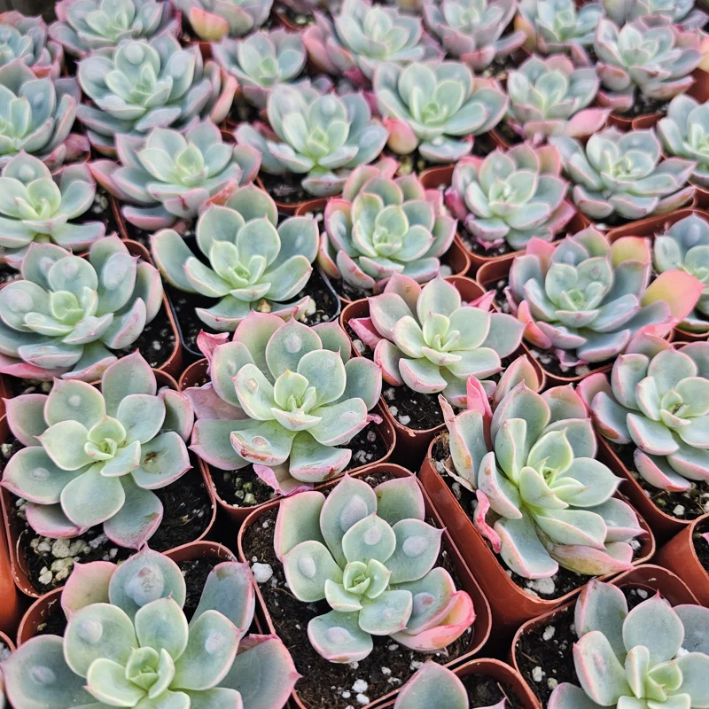 Echeveria Rain Drop Live Plant – Succulent – 4 Inch Pot – Indoor/Outdoor - Image 7