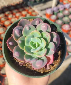 Echeveria Rain Drop Live Plant – Succulent – 4 Inch Pot – Indoor/Outdoor - Image 1