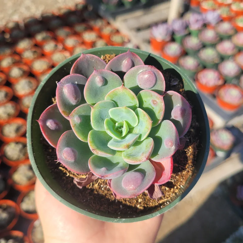 Echeveria Rain Drop Live Plant – Succulent – 4 Inch Pot – Indoor/Outdoor - Image 1