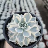Echeveria Subsessilis Variegated Live Succulent Plant – 4in Pot – Low Maintenance - Image 1