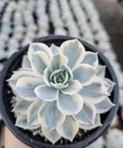 Echeveria Subsessilis Variegated Live Succulent Plant – 4in Pot – Low Maintenance - Image 1