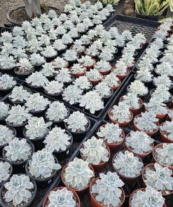 Echeveria Subsessilis Variegated Live Succulent Plant – 4in Pot – Low Maintenance - Image 2