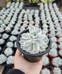 Echeveria Subsessilis Variegated Live Succulent Plant – 4in Pot – Low Maintenance - Image 3