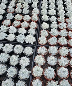 Echeveria Subsessilis Variegated Live Succulent Plant – 4in Pot – Low Maintenance - Image 4
