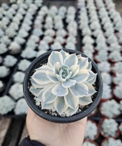 Echeveria Subsessilis Variegated Live Succulent Plant – 4in Pot – Low Maintenance - Image 5
