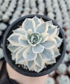Echeveria Subsessilis Variegated Live Succulent Plant – 4in Pot – Low Maintenance - Image 6