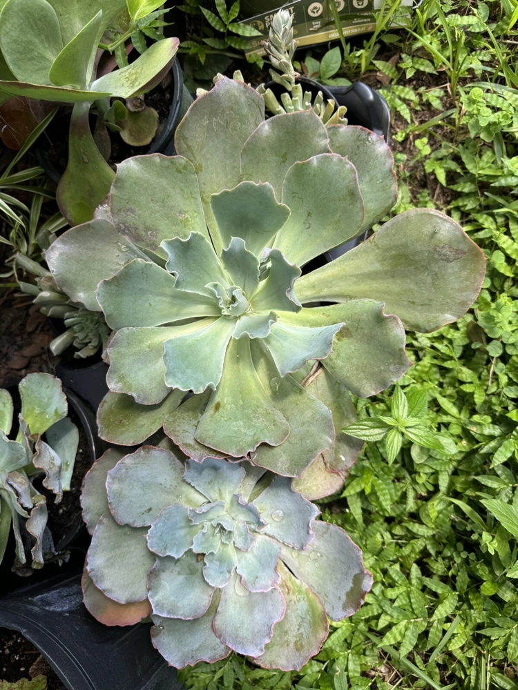 Echeveria Succulents Live Plants - Potted Houseplant for Indoor & Outdoor - Image 1