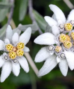 Edelweiss Seeds - 50 Leontopodium Alpinum White Flower Seeds for Alpine Gardens - Image 2