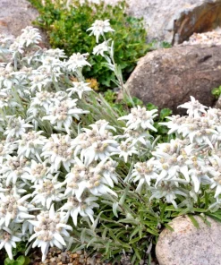 Edelweiss Seeds - 50 Leontopodium Alpinum White Flower Seeds for Alpine Gardens - Image 3