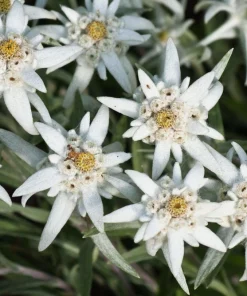 Edelweiss Seeds - 50 Leontopodium Alpinum White Flower Seeds for Alpine Gardens - Image 4