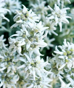 Edelweiss Seeds - 50 Leontopodium Alpinum White Flower Seeds for Alpine Gardens - Image 5