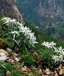 Edelweiss Seeds - 50 Leontopodium Alpinum White Flower Seeds for Alpine Gardens - Image 6