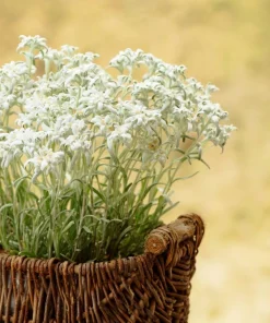Edelweiss Seeds - 50 Leontopodium Alpinum White Flower Seeds for Alpine Gardens - Image 7