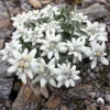 Edelweiss Seeds - 50 Leontopodium Alpinum White Flower Seeds for Alpine Gardens - Image 1
