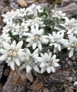 Edelweiss Seeds - 50 Leontopodium Alpinum White Flower Seeds for Alpine Gardens - Image 1