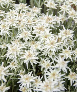 Edelweiss Seeds - 50 Leontopodium Alpinum White Flower Seeds for Alpine Gardens - Image 8