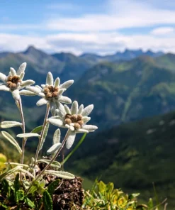 Edelweiss Seeds - 50 Leontopodium Alpinum White Flower Seeds for Alpine Gardens - Image 9