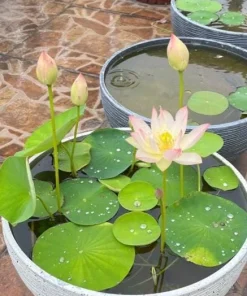 Edible Lotus Seeds Mix – Grow Your Own Aquatic Plants – 5 Seeds for Pond & Container - Image 2
