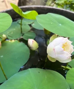 Edible Lotus Seeds Mix – Grow Your Own Aquatic Plants – 5 Seeds for Pond & Container - Image 3