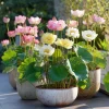 Edible Lotus Seeds Mix – Grow Your Own Aquatic Plants – 5 Seeds for Pond & Container - Image 1