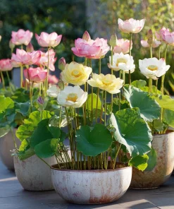 Edible Lotus Seeds Mix – Grow Your Own Aquatic Plants – 5 Seeds for Pond & Container - Image 1
