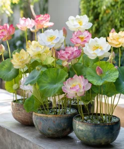 Edible Lotus Seeds Mix – Grow Your Own Aquatic Plants – 5 Seeds for Pond & Container - Image 4