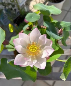 Edible Lotus Seeds Mix – Grow Your Own Aquatic Plants – 5 Seeds for Pond & Container - Image 5