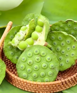 Edible Lotus Seeds Mix – Grow Your Own Aquatic Plants – 5 Seeds for Pond & Container - Image 6