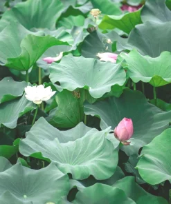 Edible Lotus Seeds Mix – Grow Your Own Aquatic Plants – 5 Seeds for Pond & Container - Image 7